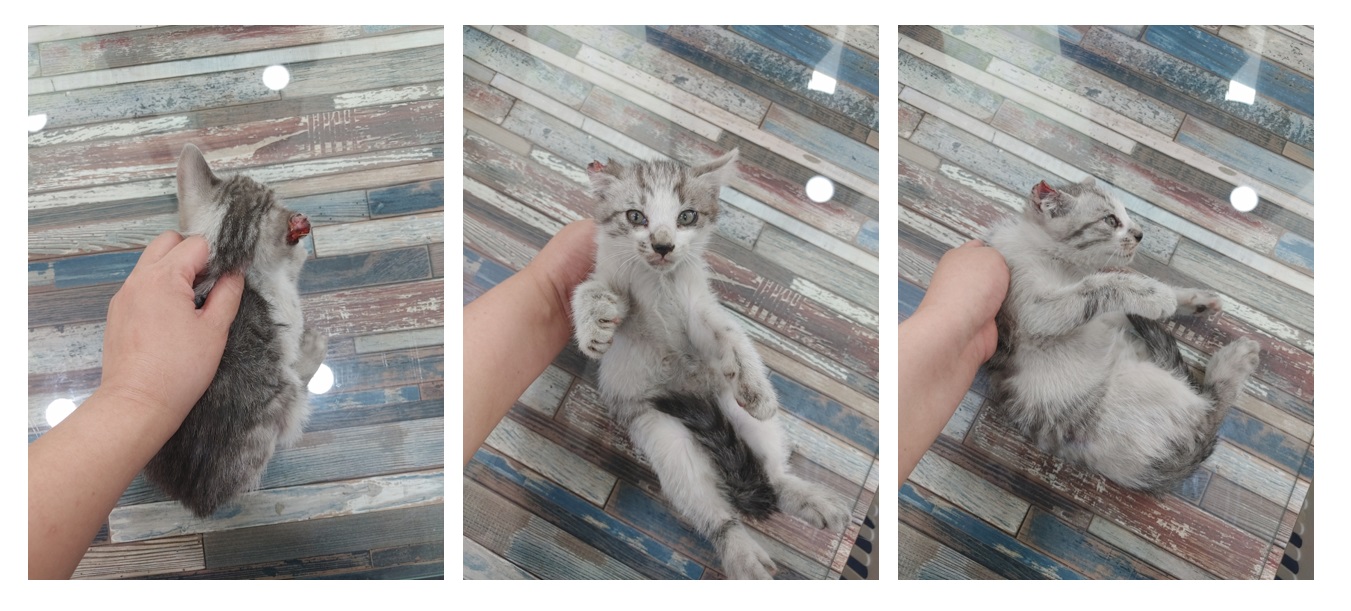 한국 고양이 이미지 파일 입니다.