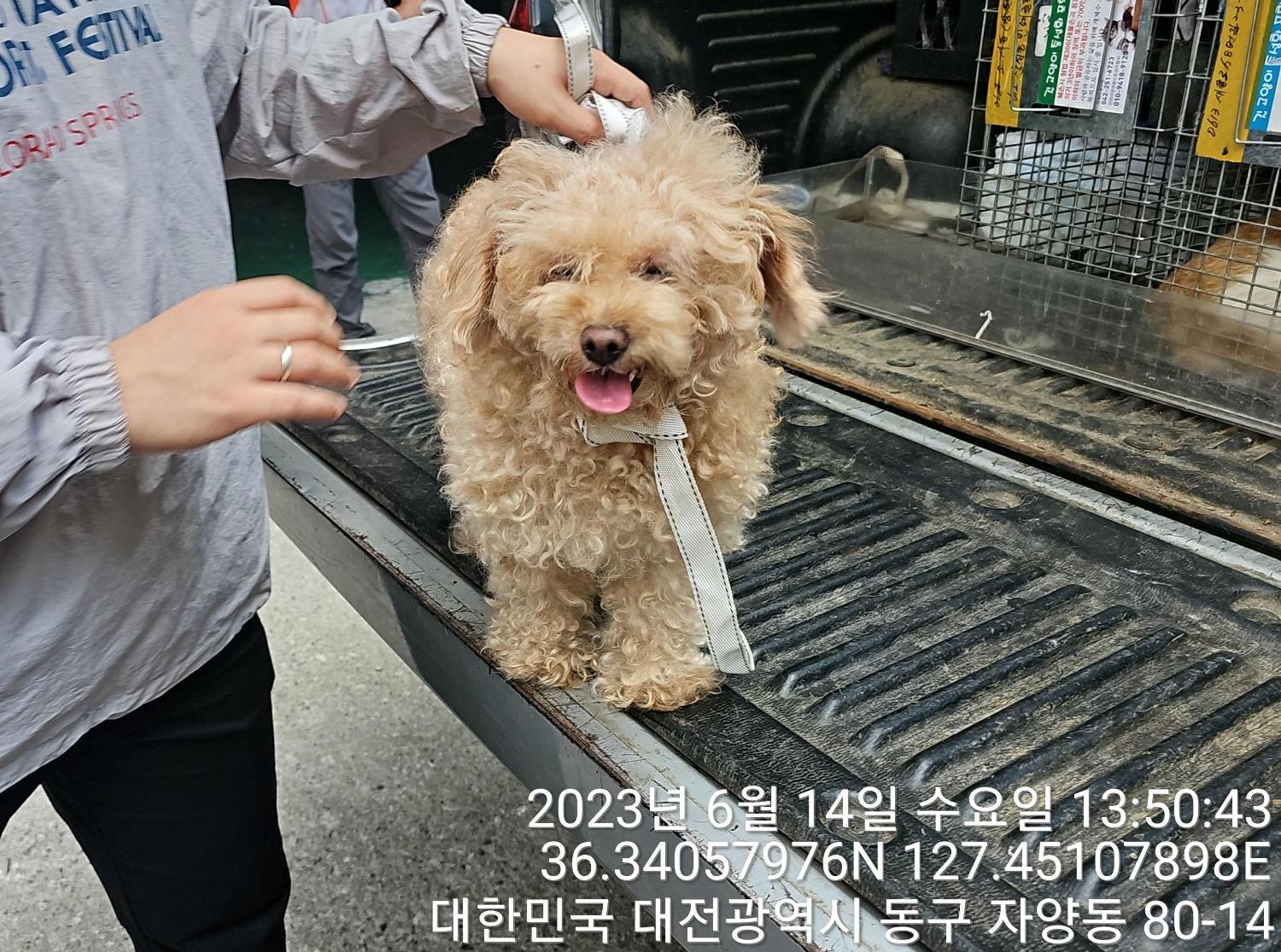 푸들 이미지 파일 입니다.