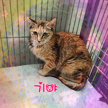 한국 고양이 이미지 파일 입니다.