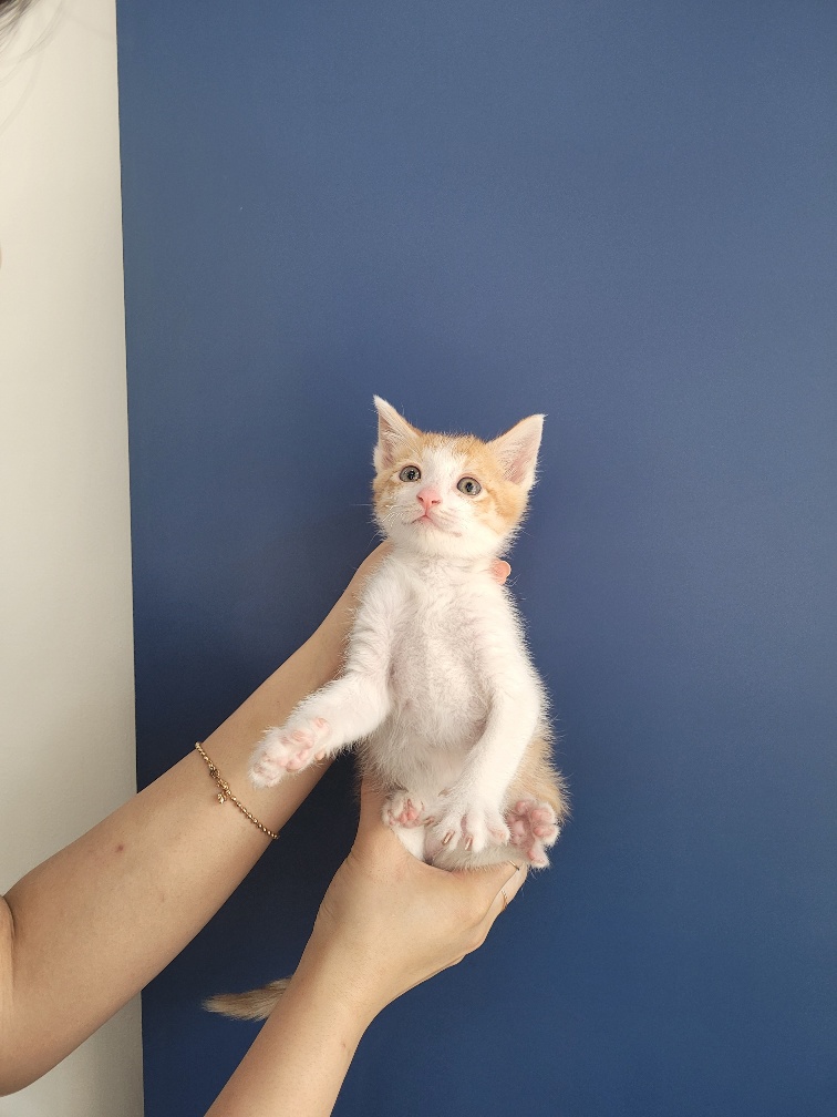 한국 고양이 이미지 파일 입니다.