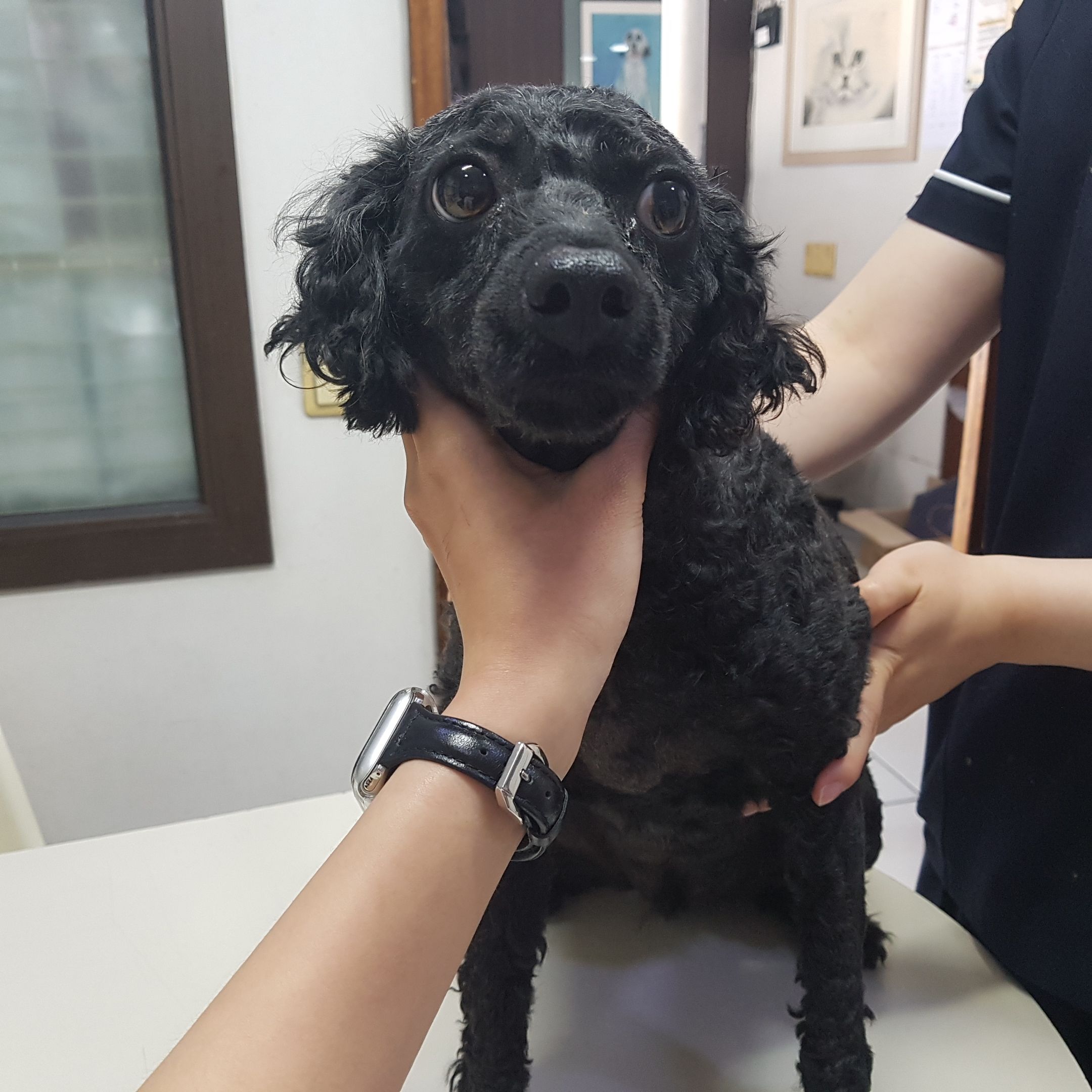 푸들 이미지 파일 입니다.