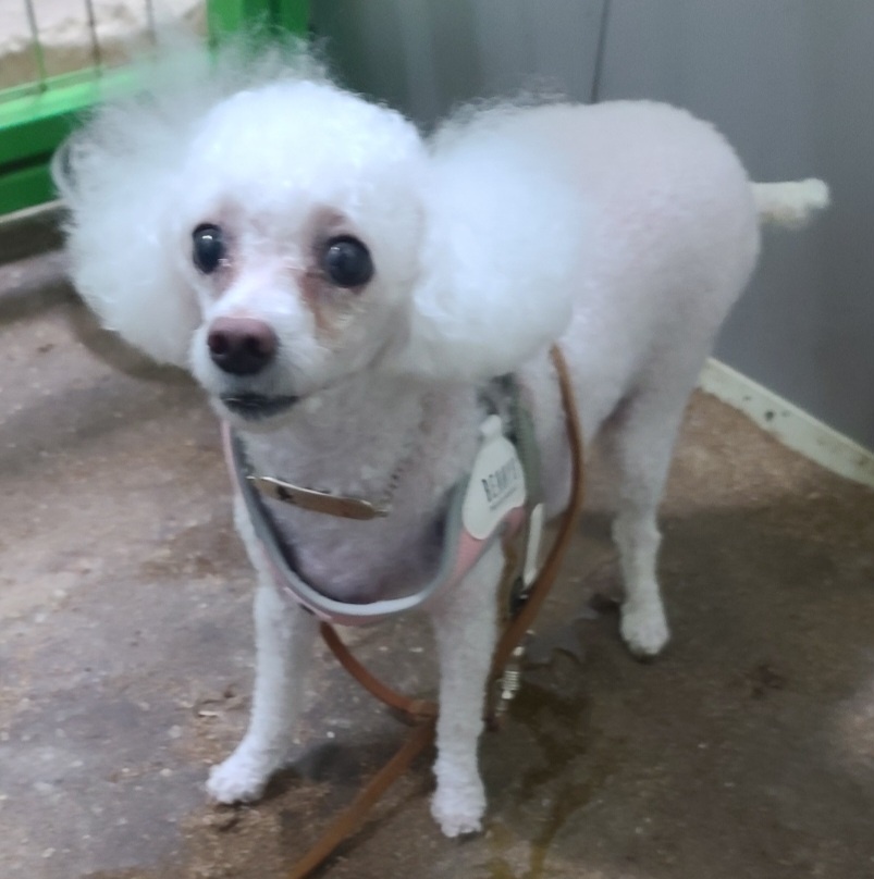 푸들 이미지 파일 입니다.