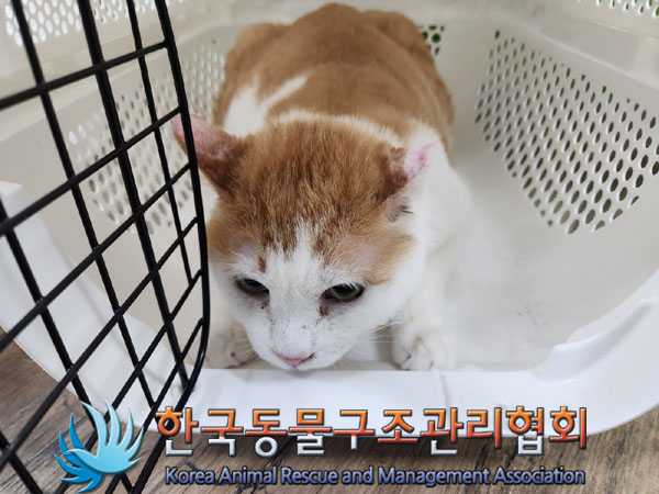 한국 고양이 이미지 파일 입니다.