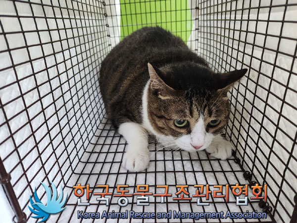 한국 고양이 이미지 파일 입니다.
