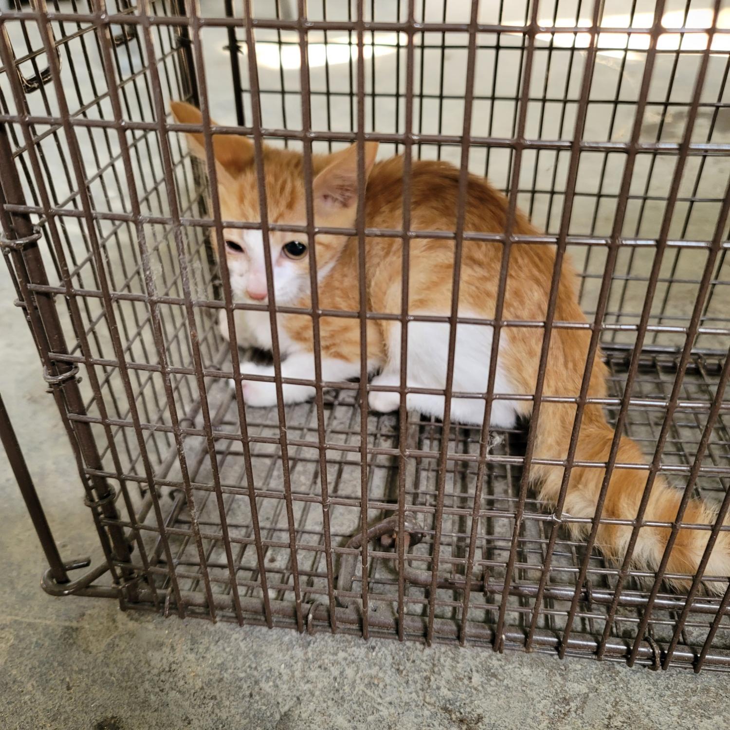 한국 고양이 이미지 파일 입니다.