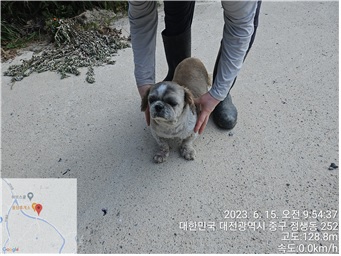시츄 이미지 파일 입니다.