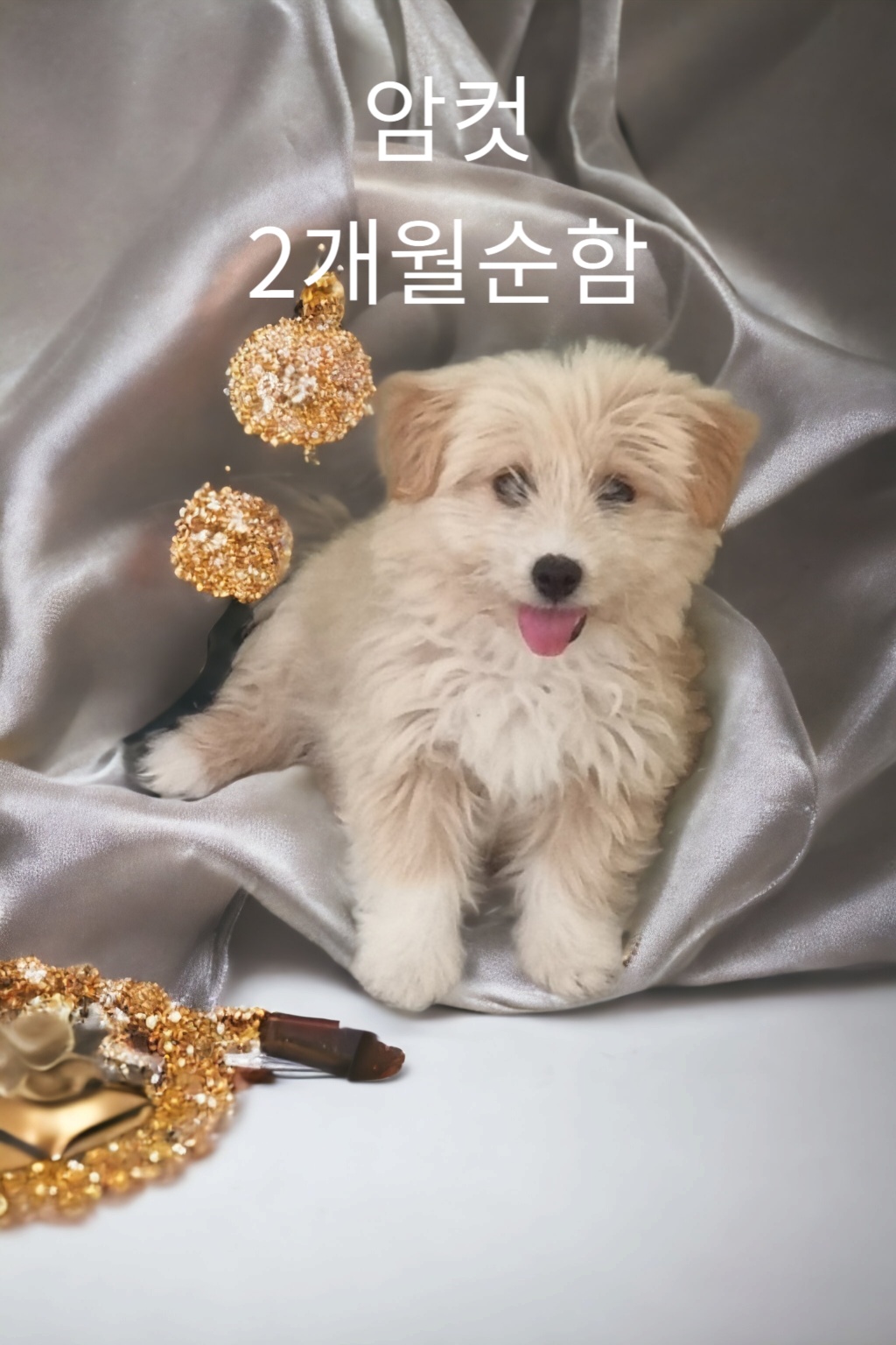 노퍽 테리어 이미지 파일 입니다.