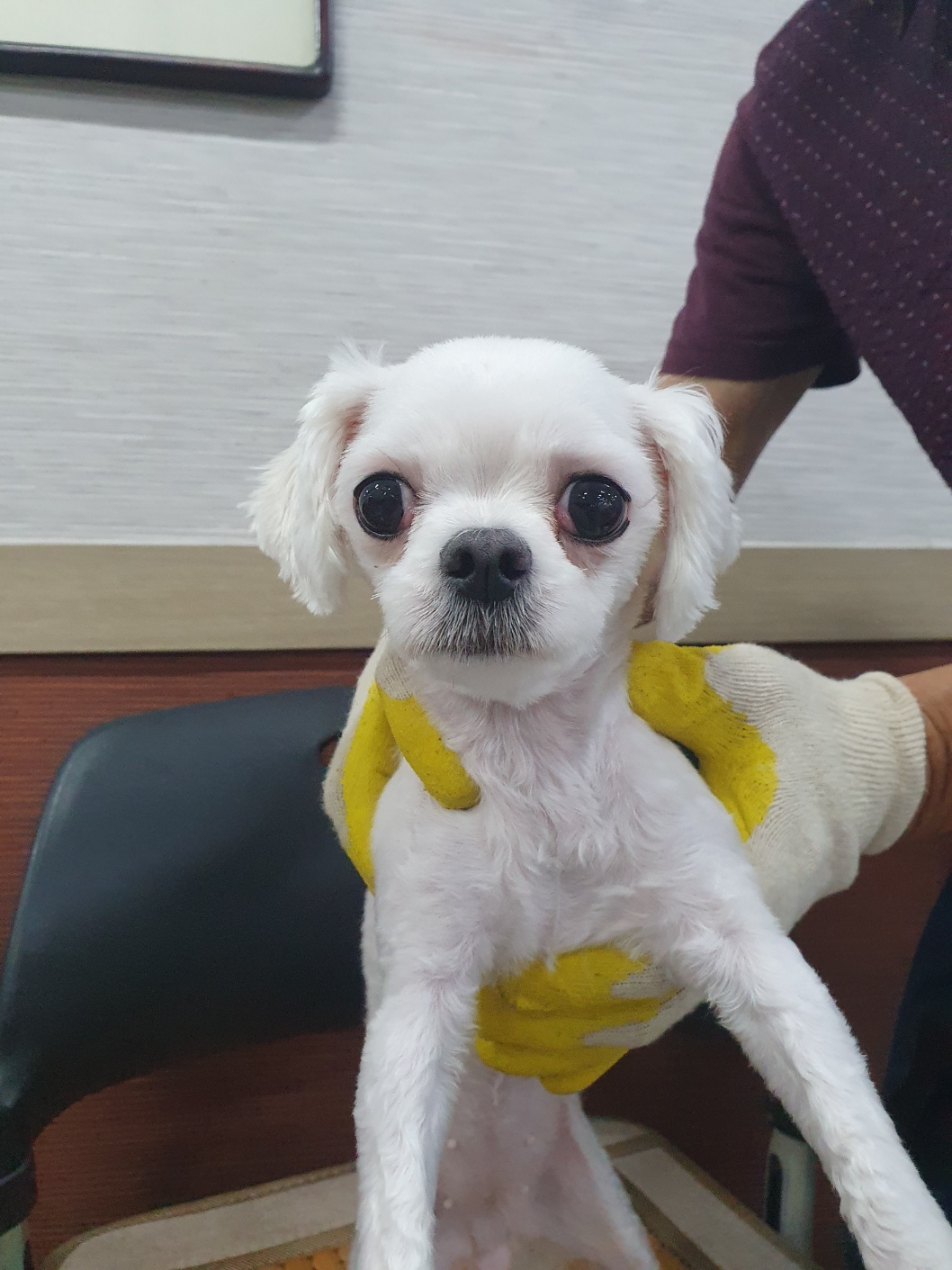 말티즈 이미지 파일 입니다.