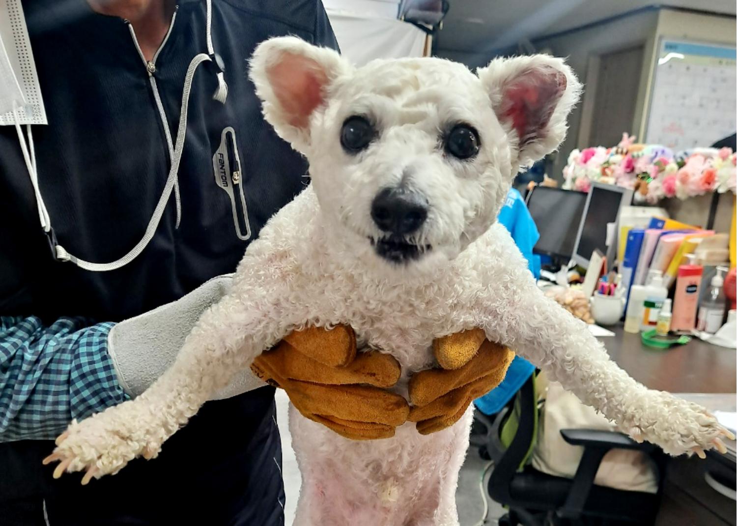 비숑 프리제 이미지 파일 입니다.