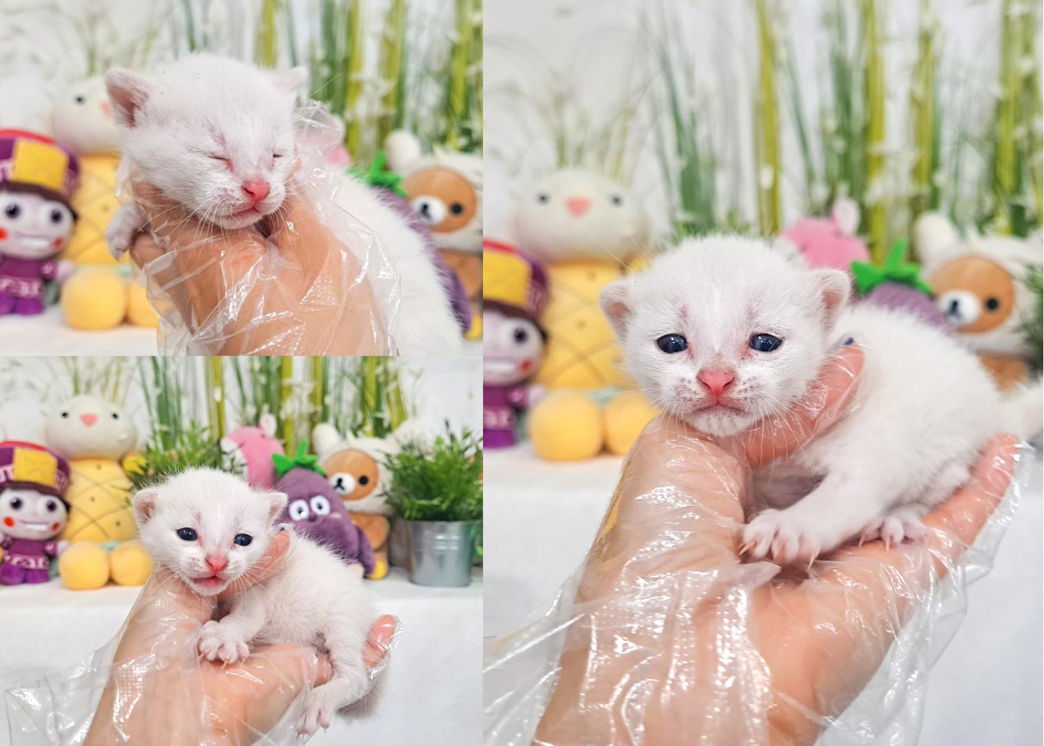 믹스묘 이미지 파일 입니다.