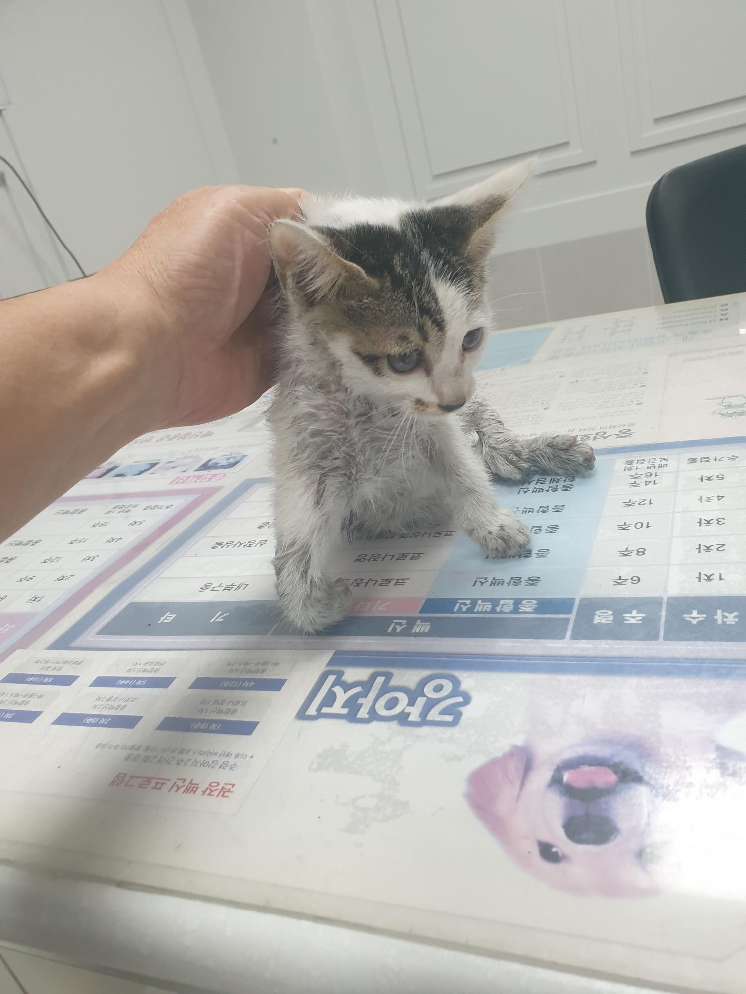 한국 고양이 이미지 파일 입니다.