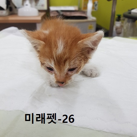 한국 고양이 이미지 파일 입니다.