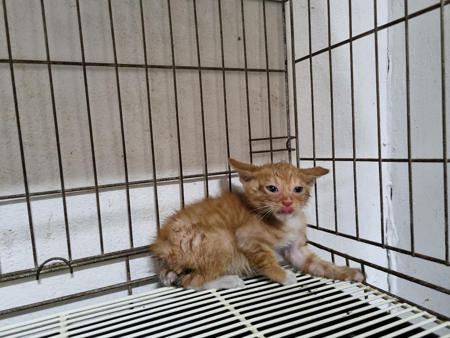 한국 고양이 이미지 파일 입니다.
