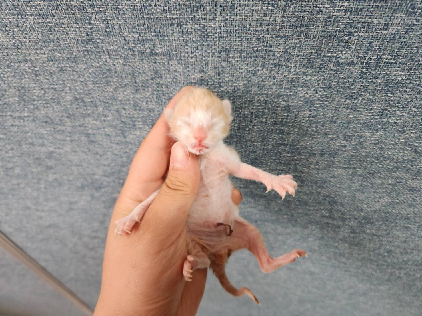 한국 고양이 이미지 파일 입니다.