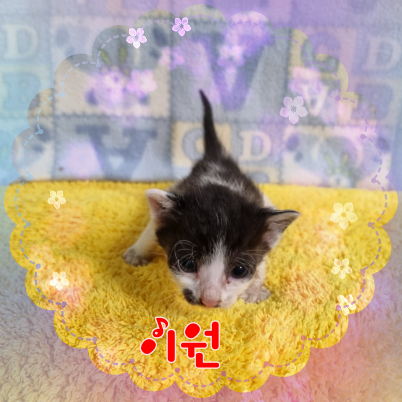 한국 고양이 이미지 파일 입니다.