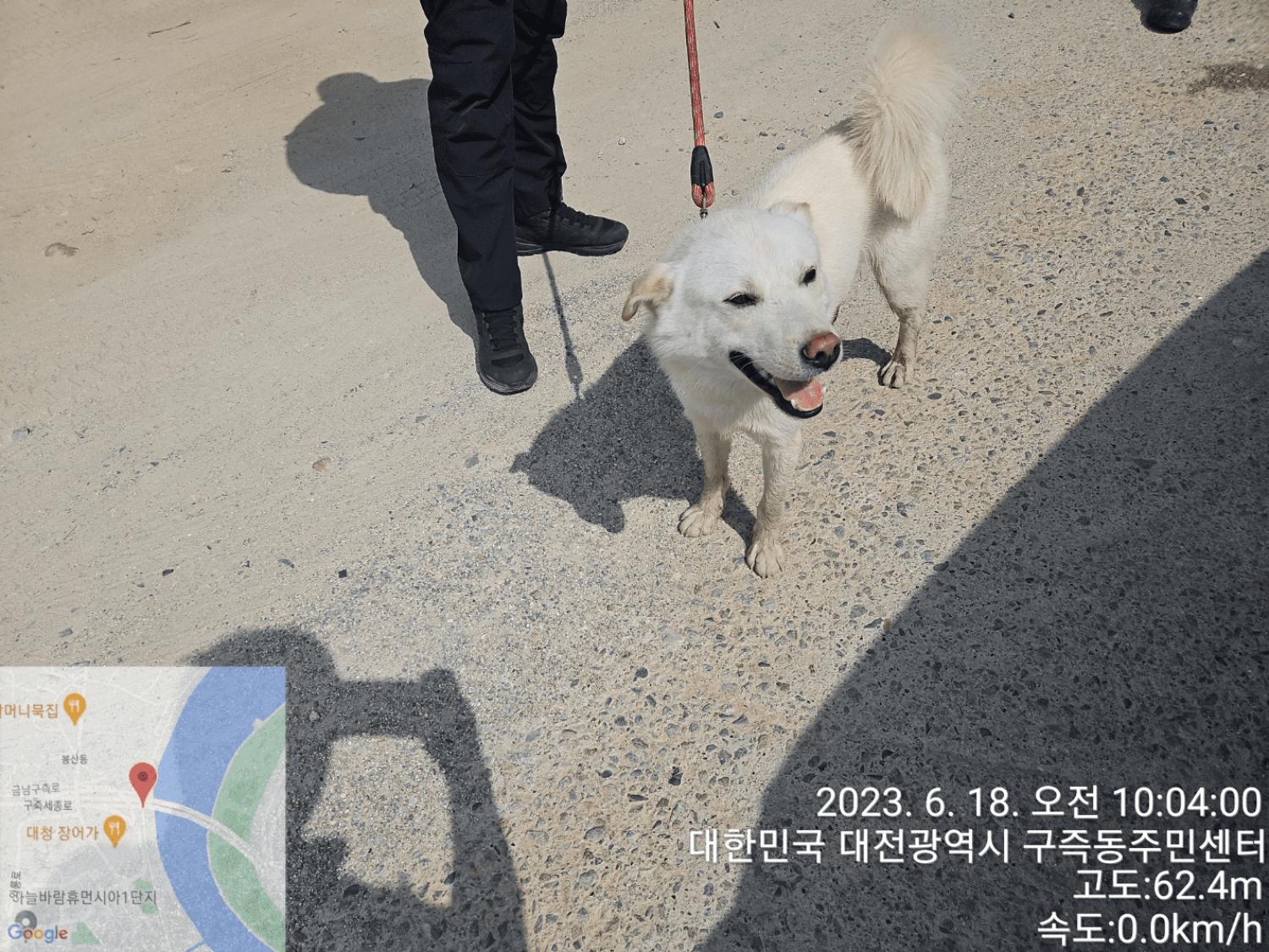 진도견 이미지 파일 입니다.