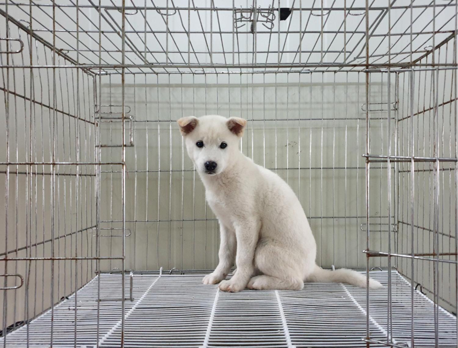 진도견 이미지 파일 입니다.