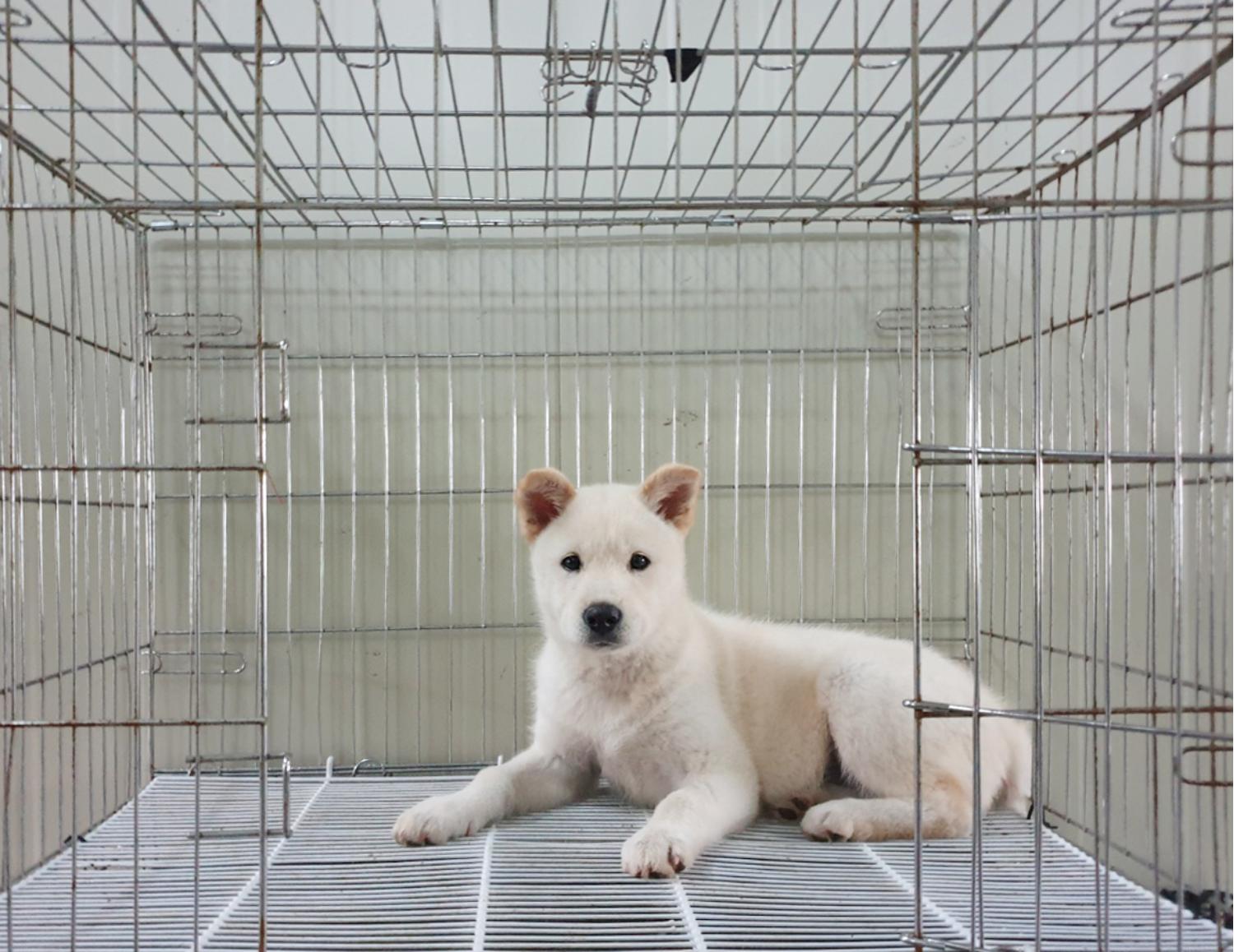진도견 이미지 파일 입니다.