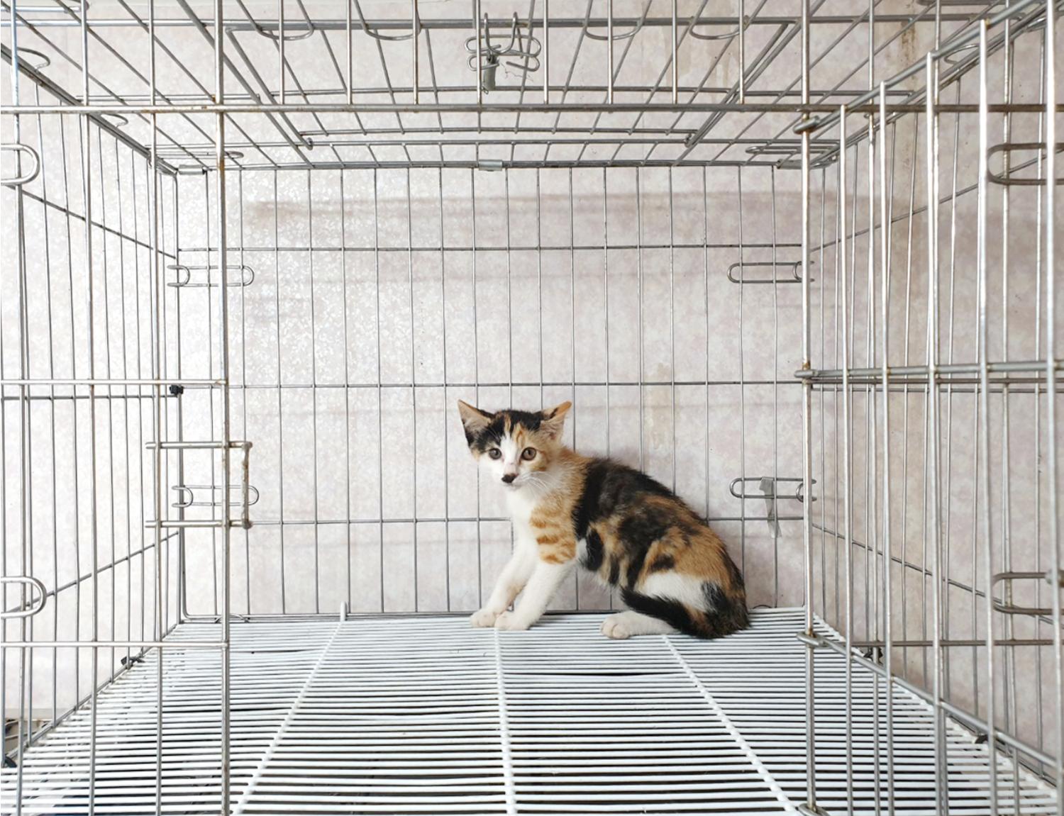 한국 고양이 이미지 파일 입니다.