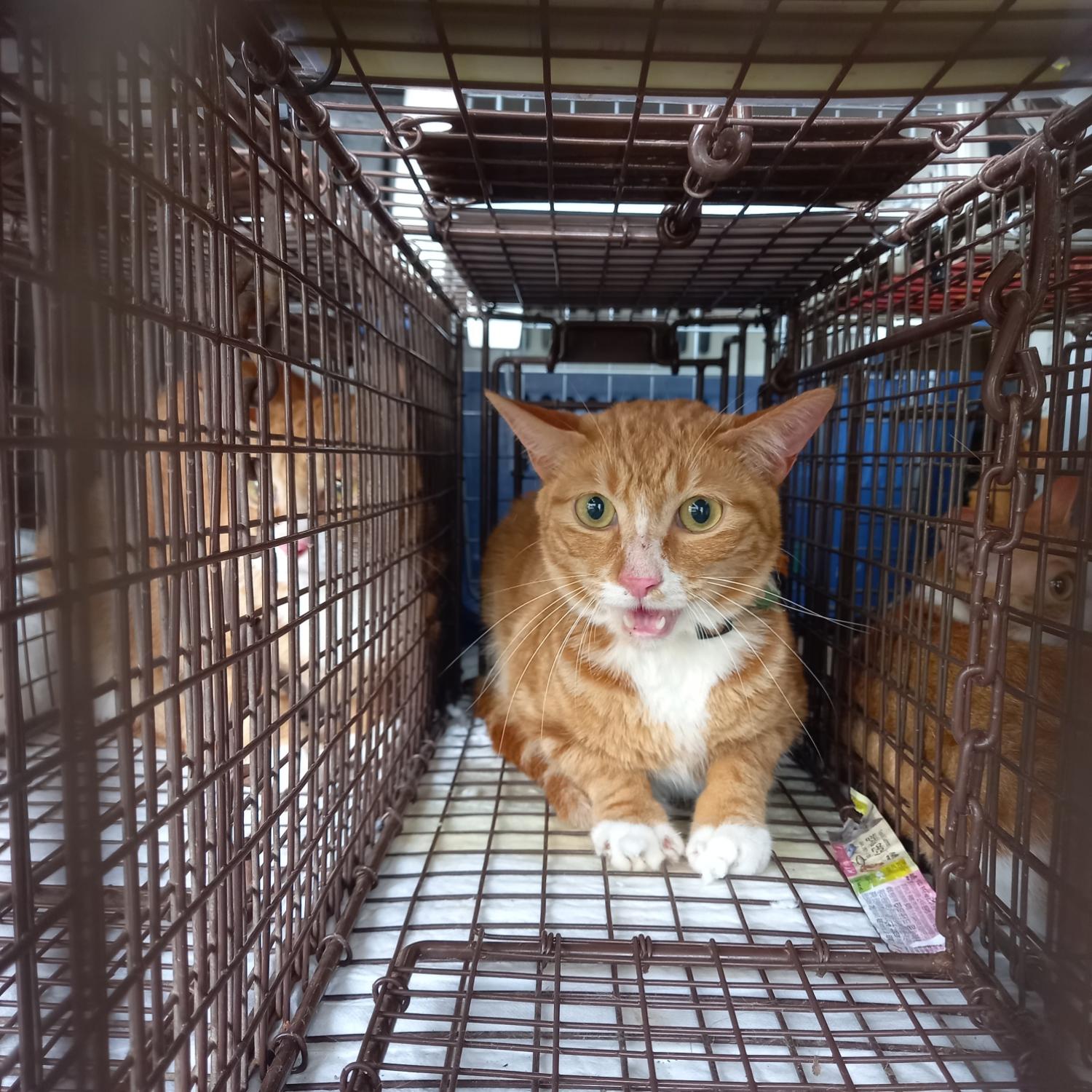 한국 고양이 이미지 파일 입니다.