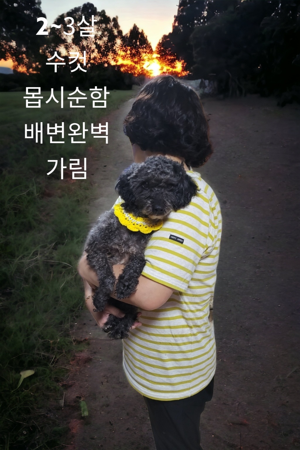 토이 푸들 이미지 파일 입니다.