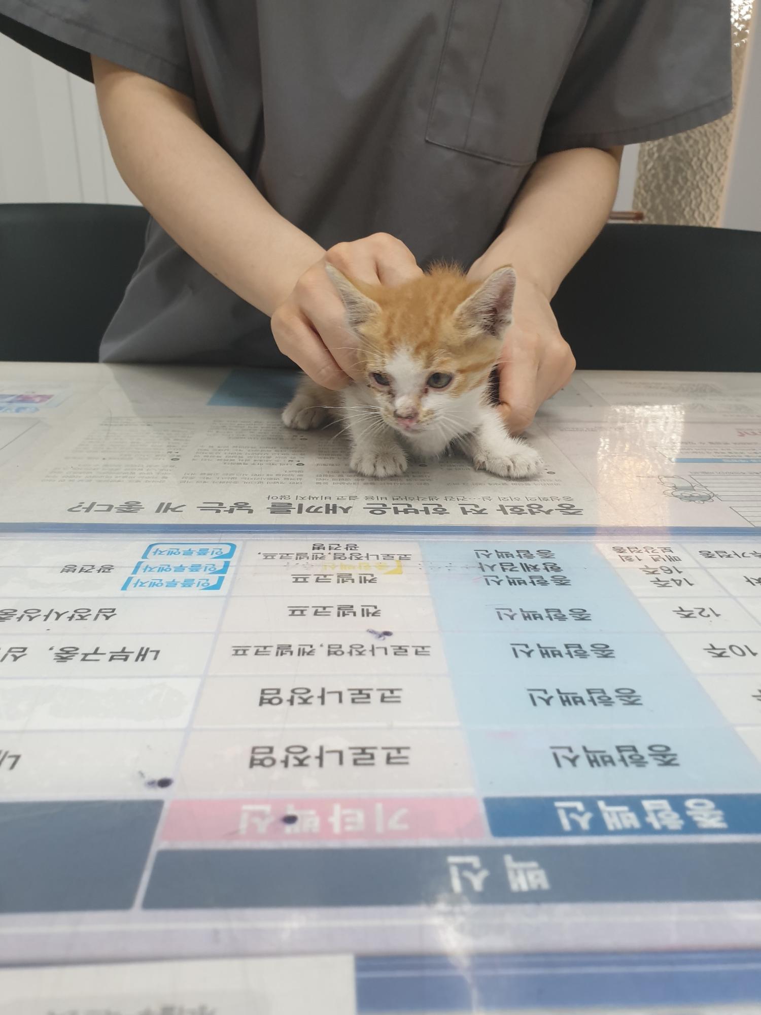 한국 고양이 이미지 파일 입니다.