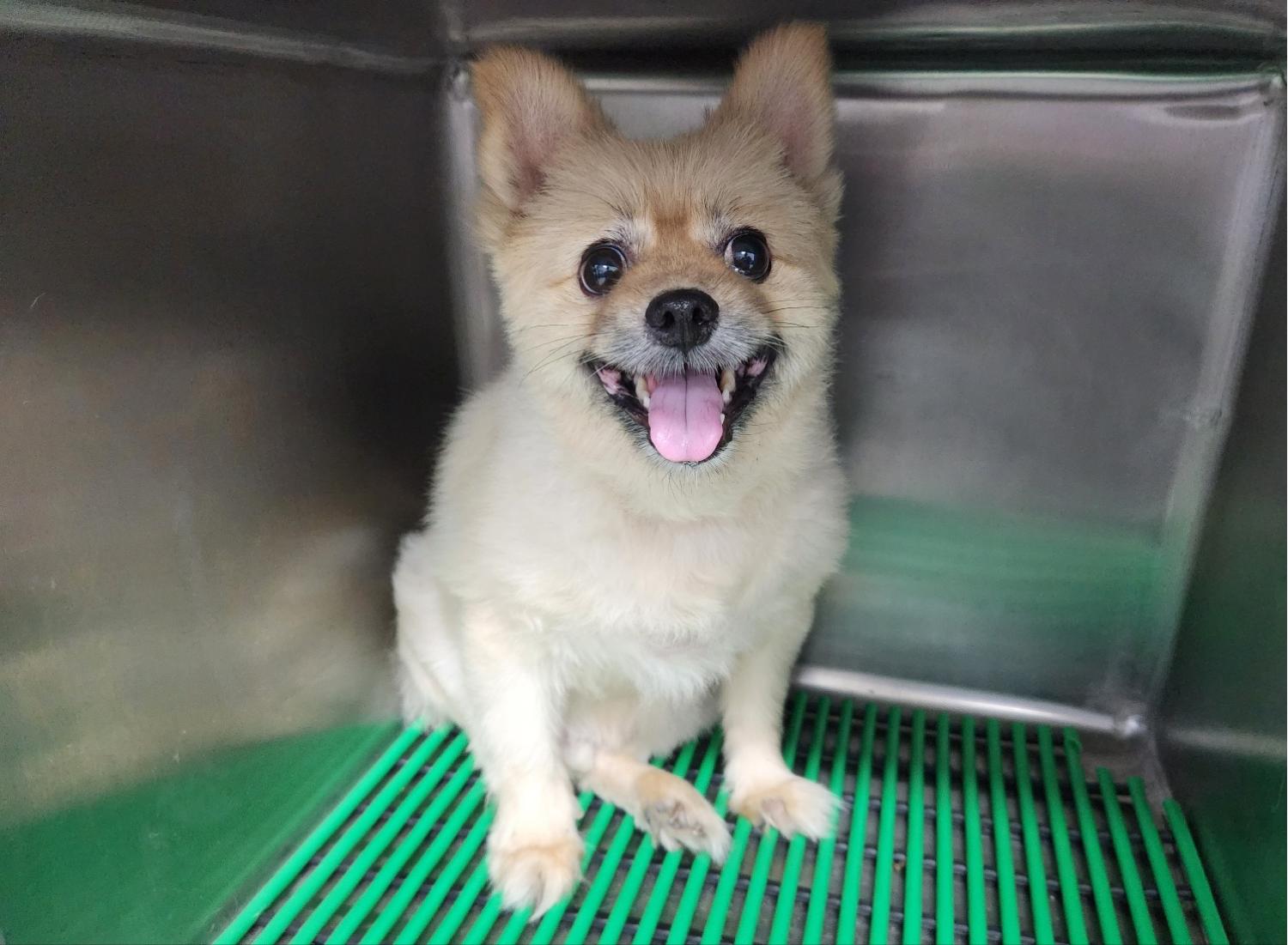 포메라니안 이미지 파일 입니다.