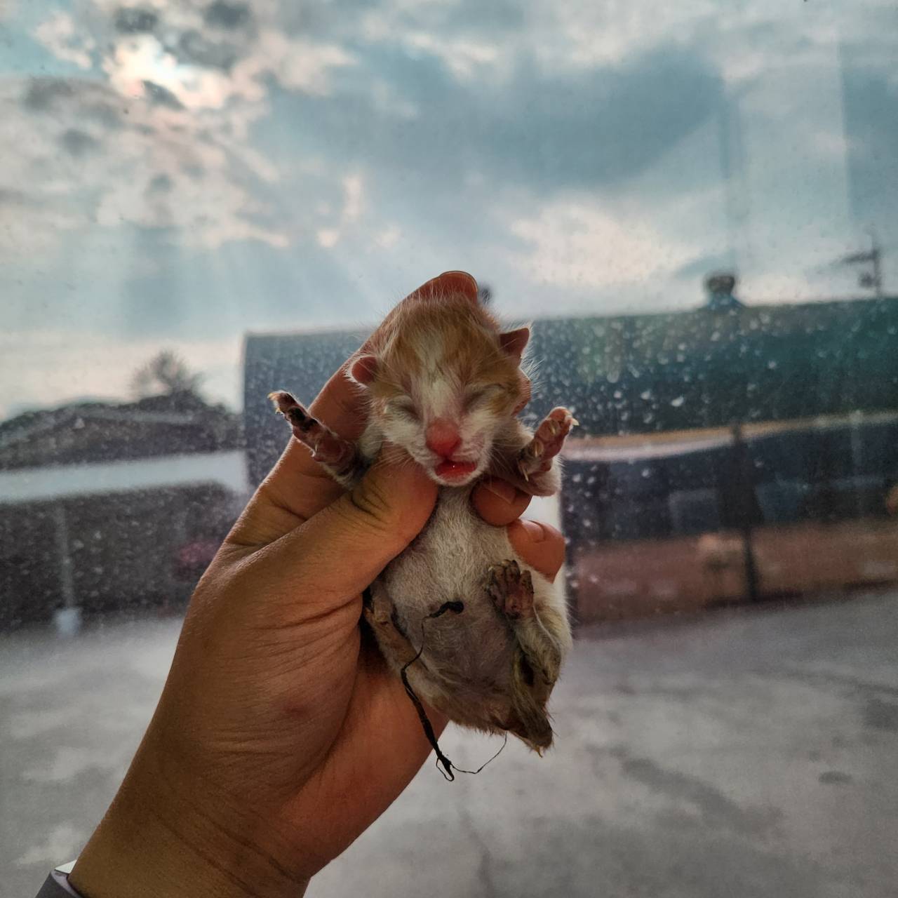 한국 고양이 이미지 파일 입니다.