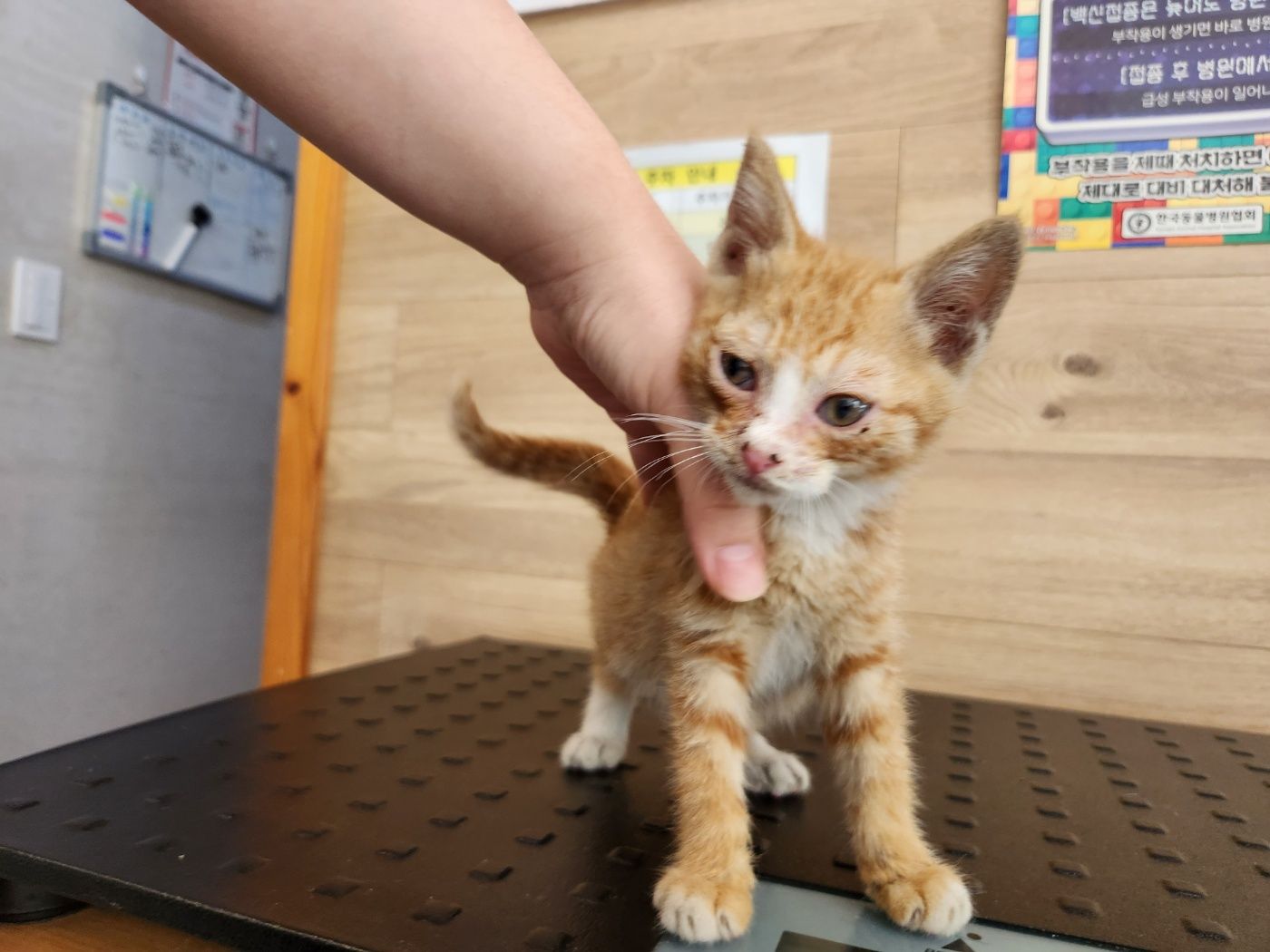한국 고양이 이미지 파일 입니다.