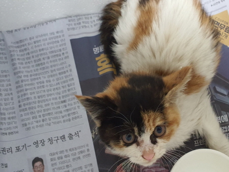 한국 고양이 이미지 파일 입니다.