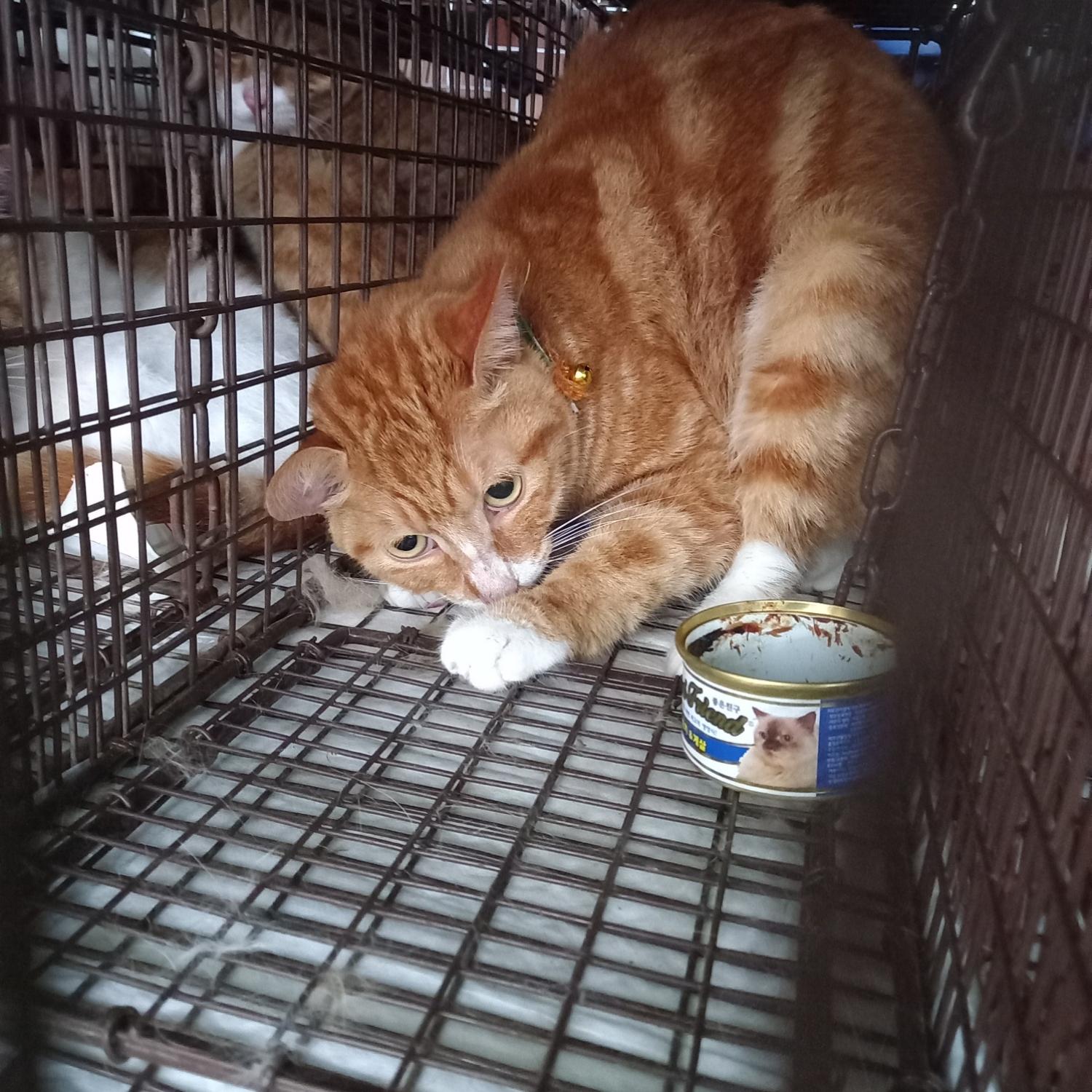 한국 고양이 이미지 파일 입니다.