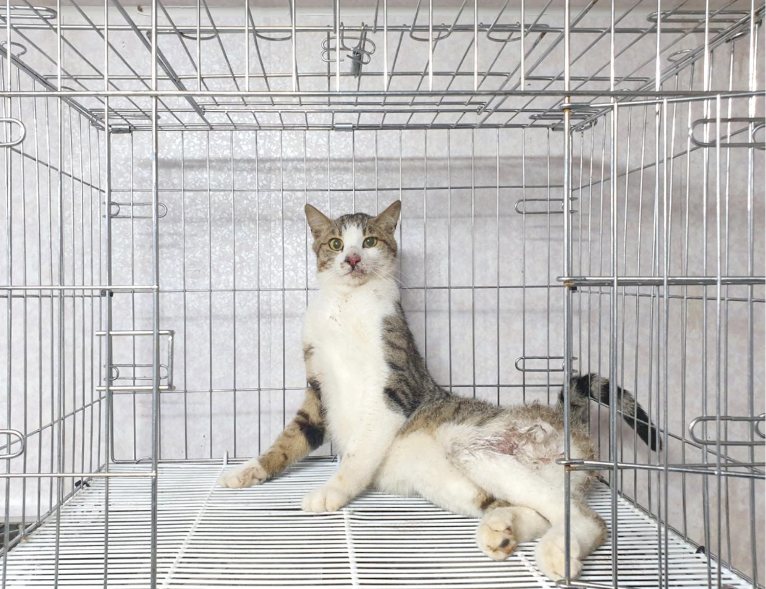 한국 고양이 이미지 파일 입니다.