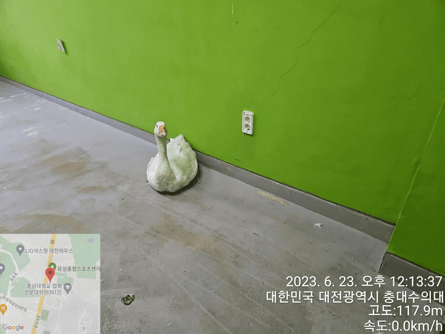 [기타축종] 거위 이미지 파일 입니다.