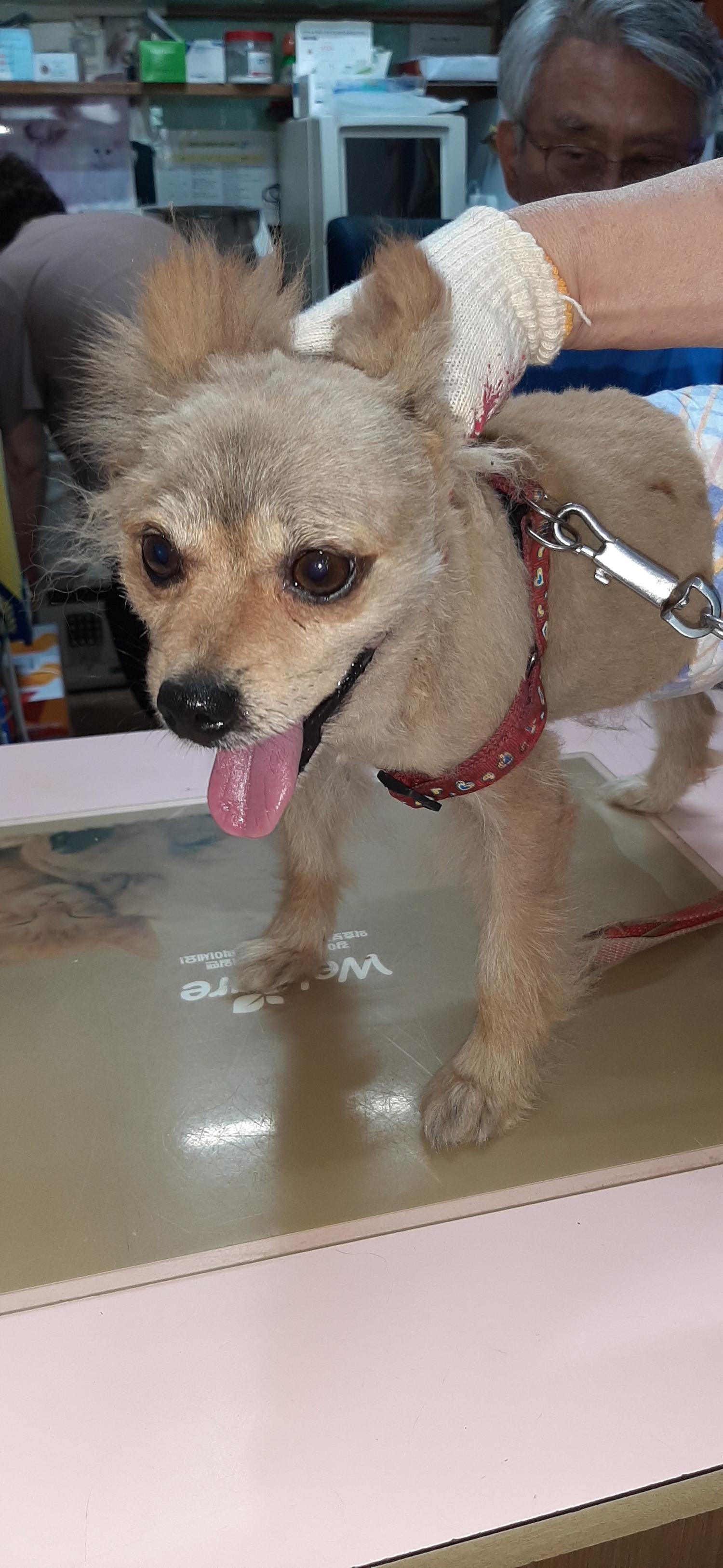 포메라니안 이미지 파일 입니다.