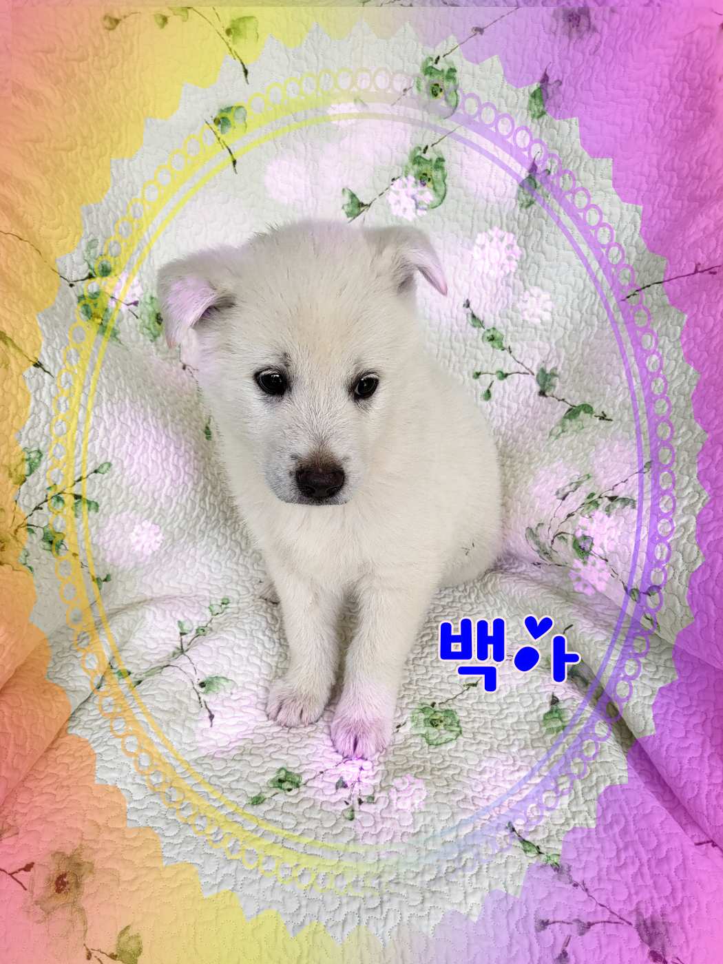 믹스견 이미지 파일 입니다.