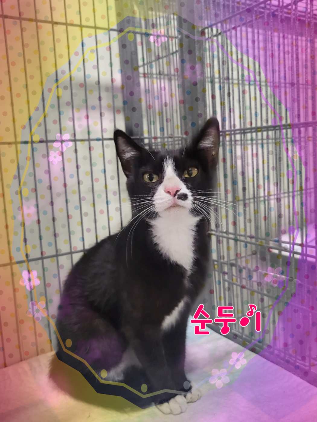 믹스묘 이미지 파일 입니다.