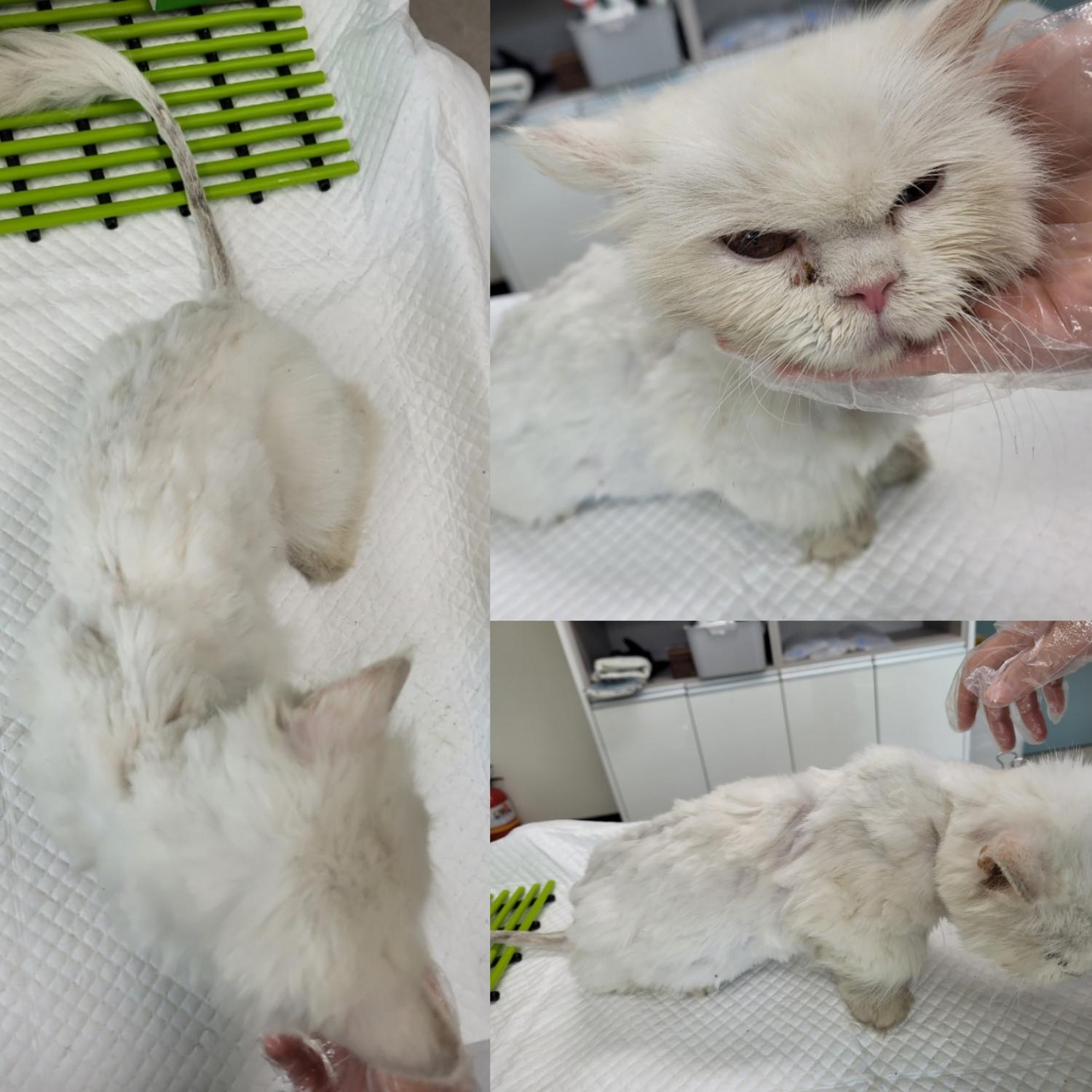 터키시 앙고라 이미지 파일 입니다.