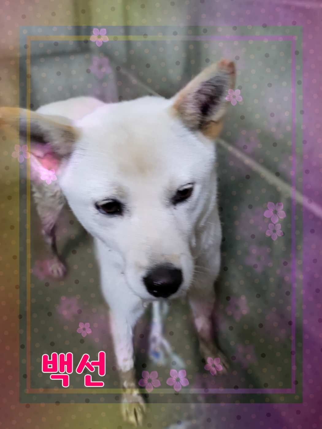 믹스견 이미지 파일 입니다.
