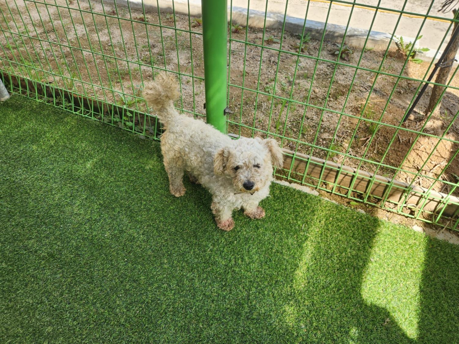비숑 프리제 이미지 파일 입니다.