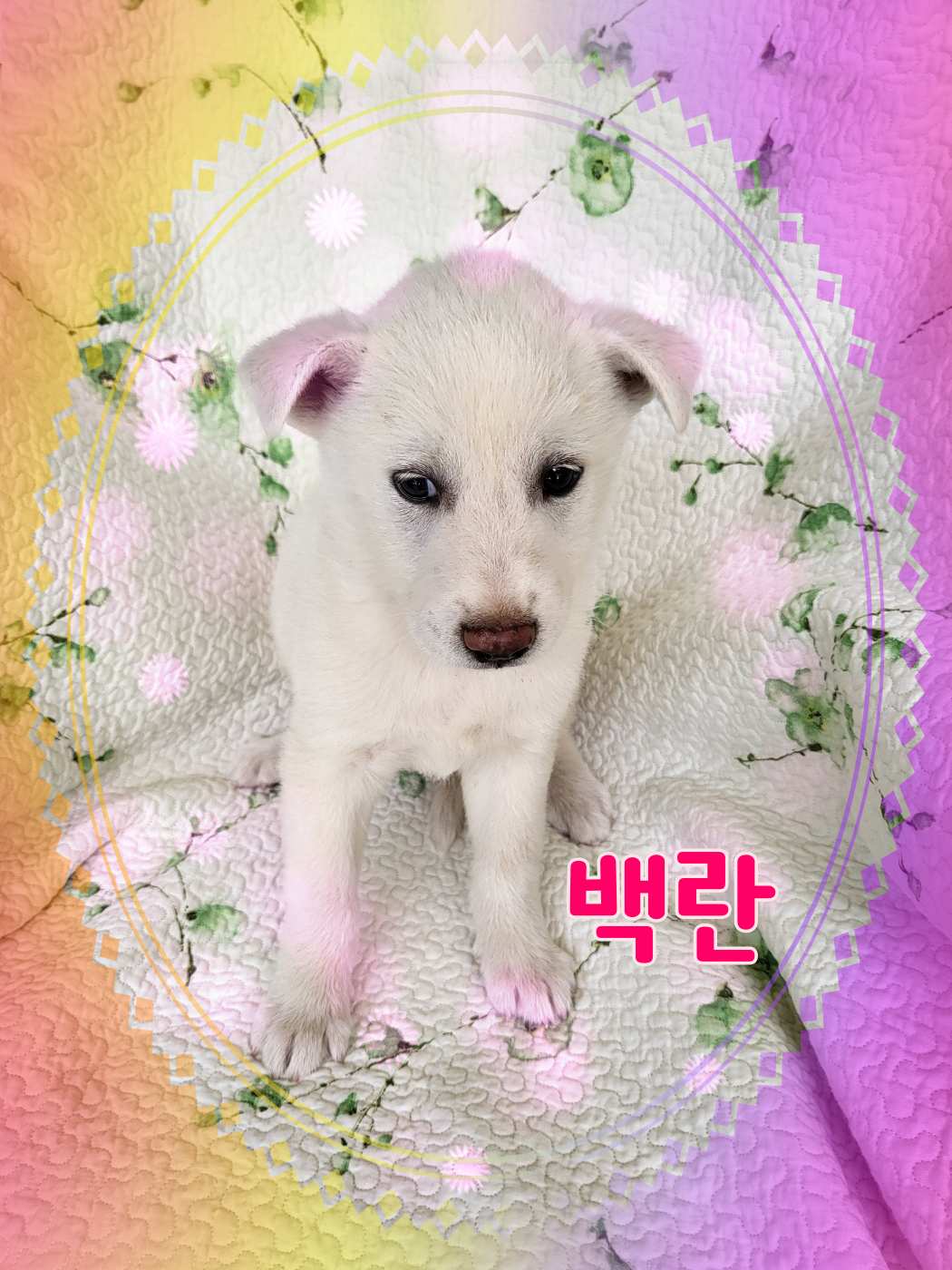 믹스견 이미지 파일 입니다.