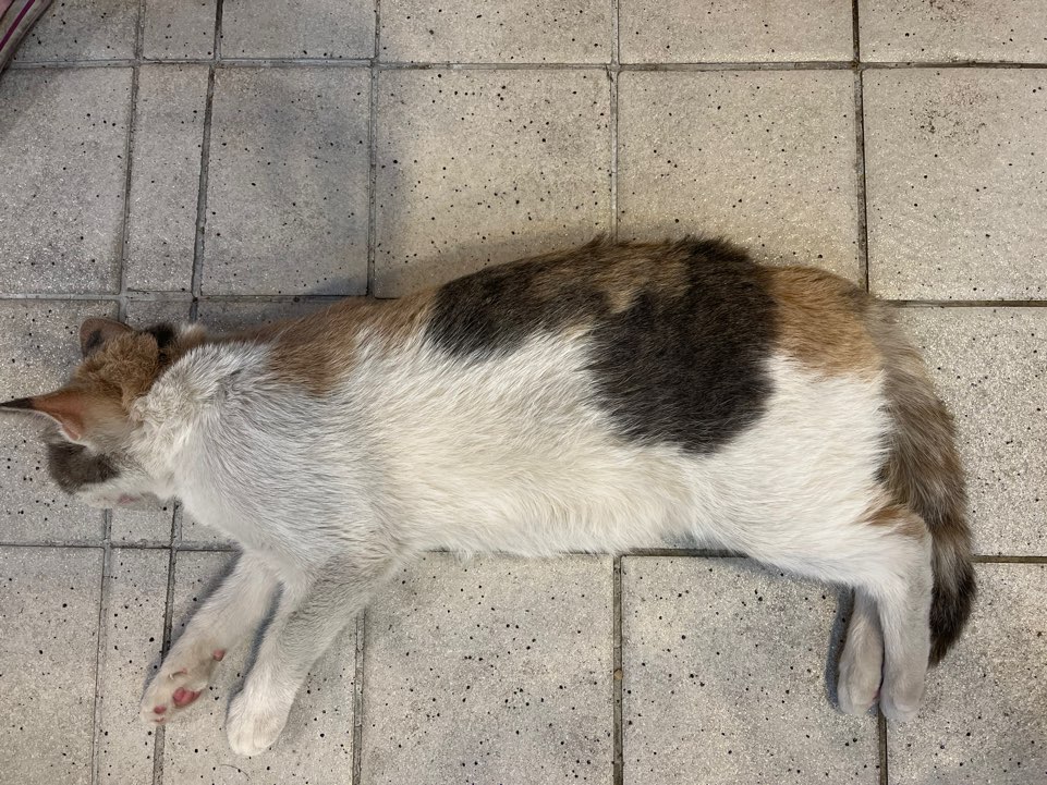 한국 고양이 이미지 파일 입니다.