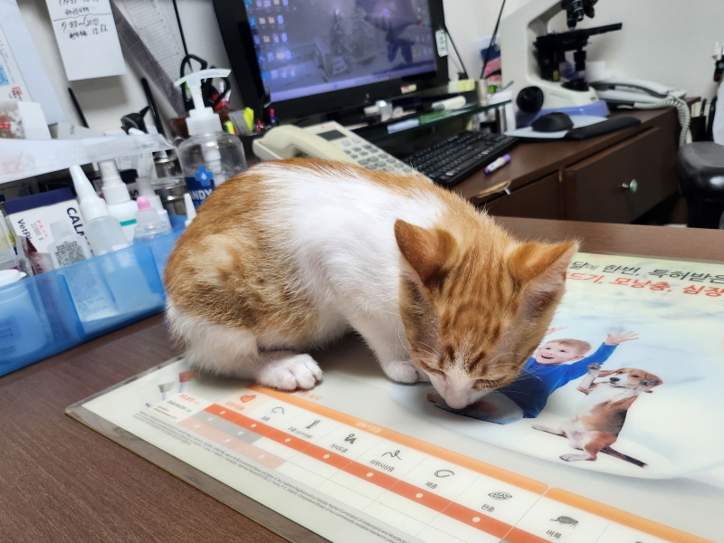 한국 고양이 이미지 파일 입니다.