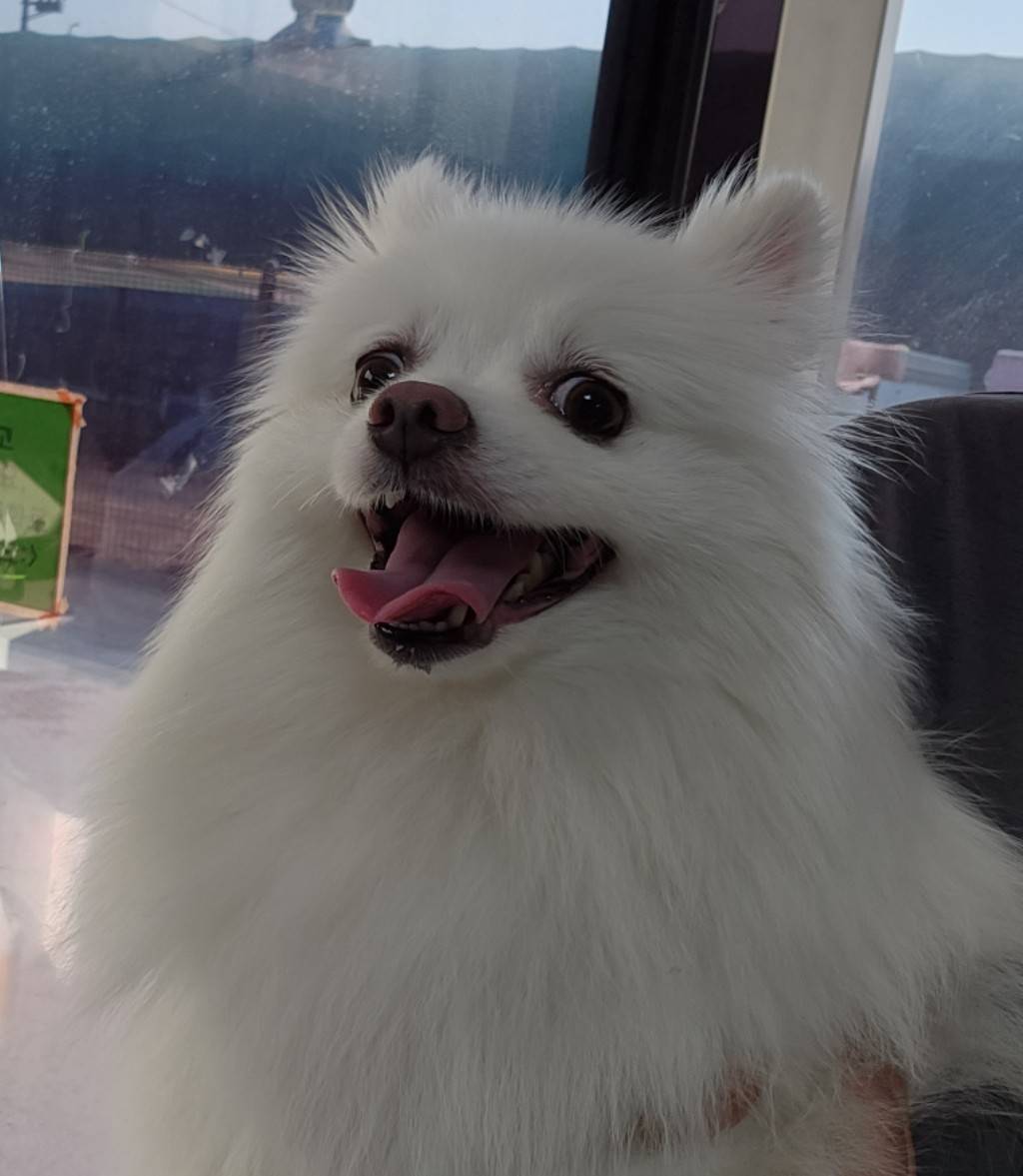 포메라니안 이미지 파일 입니다.