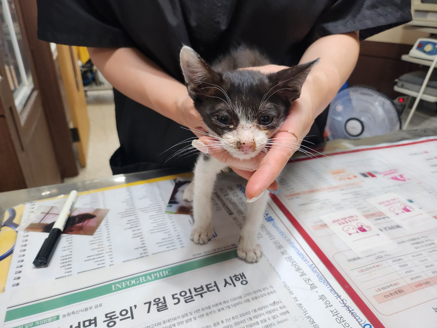 한국 고양이 이미지 파일 입니다.