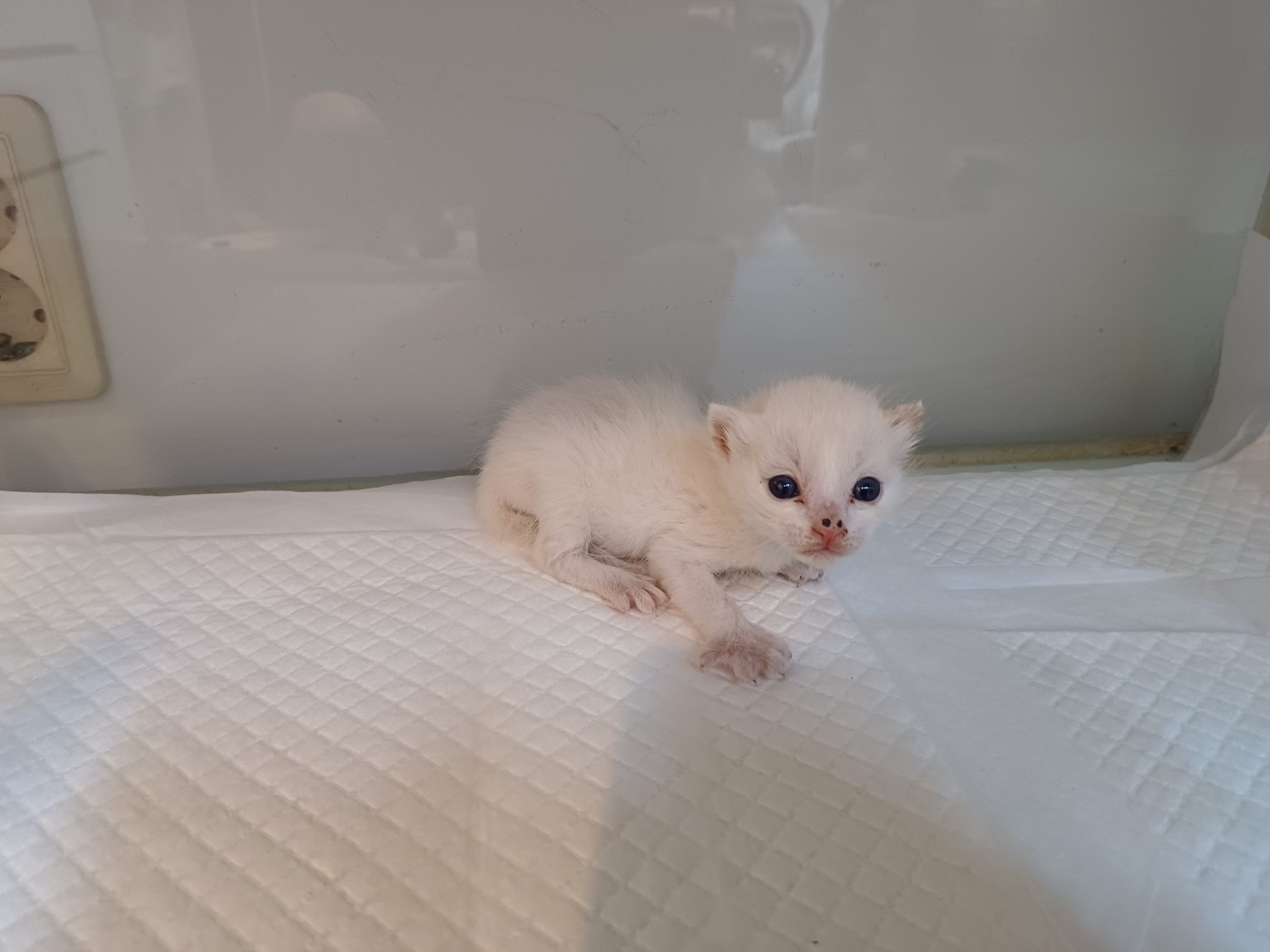 고양이 이미지 파일 입니다.