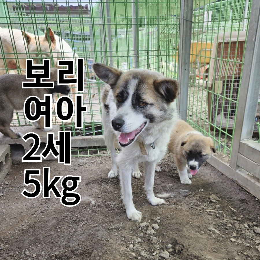 믹스견 이미지 파일 입니다.