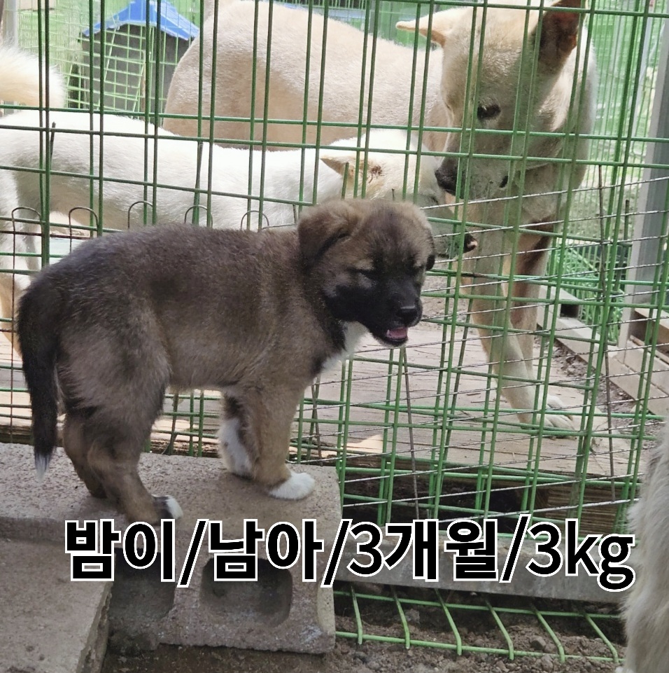 믹스견 이미지 파일 입니다.