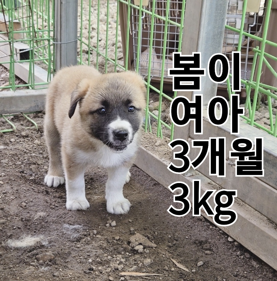믹스견 이미지 파일 입니다.