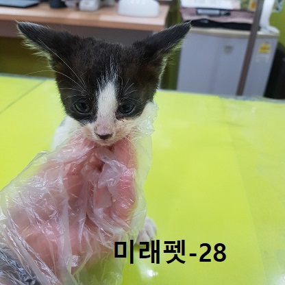 한국 고양이 이미지 파일 입니다.