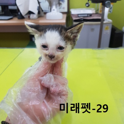한국 고양이 이미지 파일 입니다.